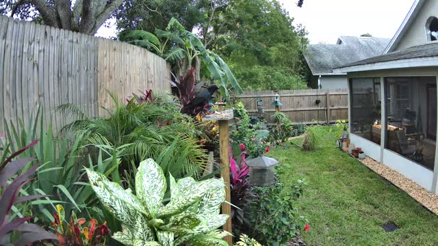 The yard on Wednesday at 2:10 PM: crow heard