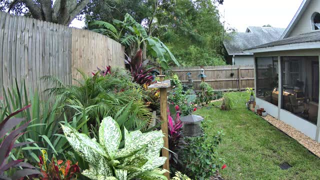 The yard on Wednesday at 2:11 PM: crow heard