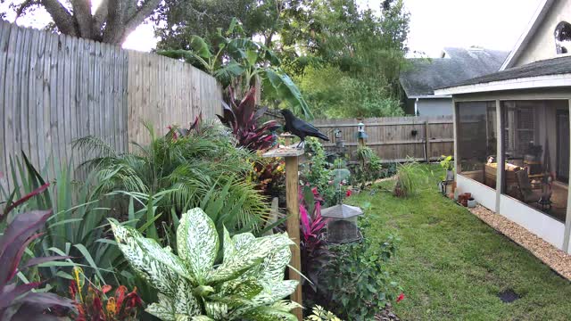 The yard on Wednesday at 4:44 PM: northern mockingbird seen, crow heard