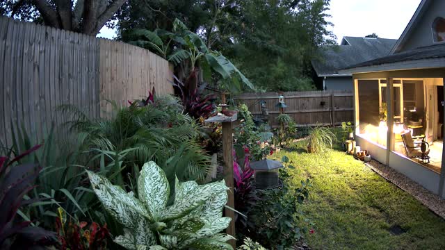 The yard on Wednesday at 6:42 PM: northern cardinal seen